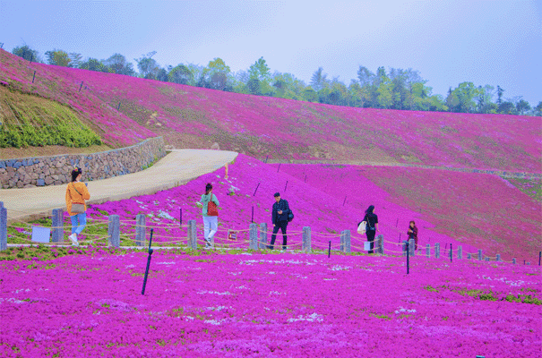 芝樱肆意而张扬地绽放着自己的妍丽顺着千米斜坡倾泻如注粉色的海洋