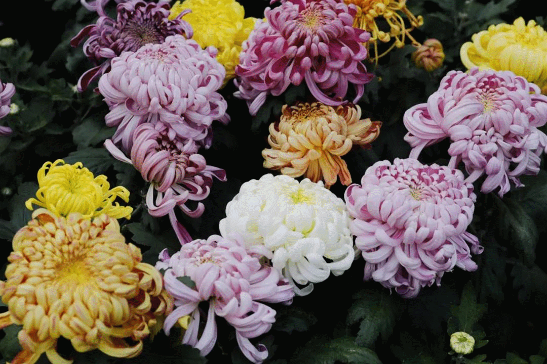 1080_720gif 动态图 动图