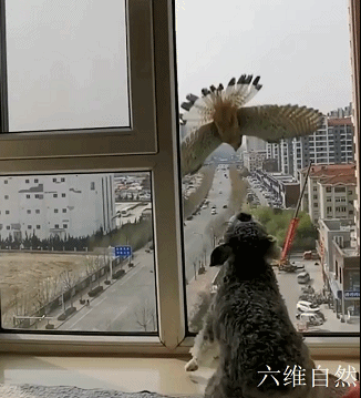 一只老鹰不断俯冲撞击玻璃 试图捕食屋内宠物狗 而宠物狗还不断挑衅 腾讯新闻