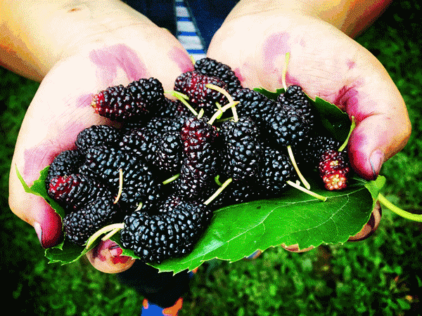 名花谷燃爆五一,大树杜鹃花节 各种好玩活动
