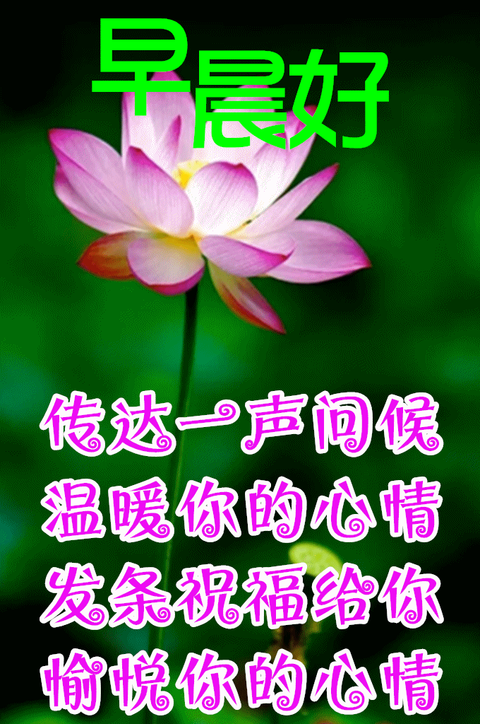 8张非常好看的美丽的鲜花早安问候图片精选春天清晨早上好问候祝福图片鲜花带字 祝福语每日精选