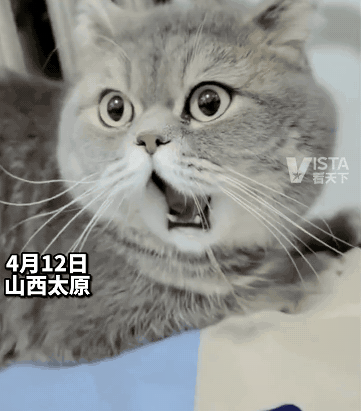 震惊猫猫脸 笑翻全网 主人 别笑了 它很痛苦 腾讯新闻