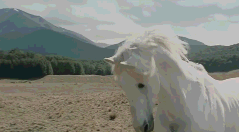 奥丁乘八足神马上天入地,甘道夫的影疾为马中之王,陪他出生入死.