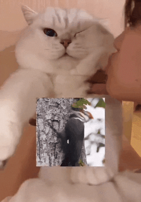 在短短的15秒内这个丧心病狂的铲屎官为了生活,小猫咪献出了自己!