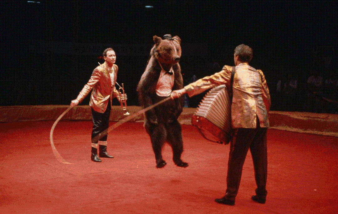 假期去哪玩潢川这里五一马戏表演地址就在