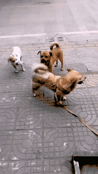 搞笑gif小狗狗穿着妈妈给做的铁裤衩内心想我该怎么娱乐呢