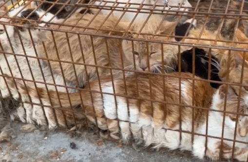 最后一天这1300多只被送上餐桌的猫急需救援