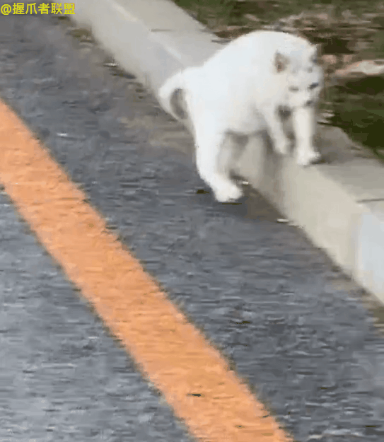 谁都不服只扶墙怀孕白猫扶着台阶行走不走寻常路笑哭网友