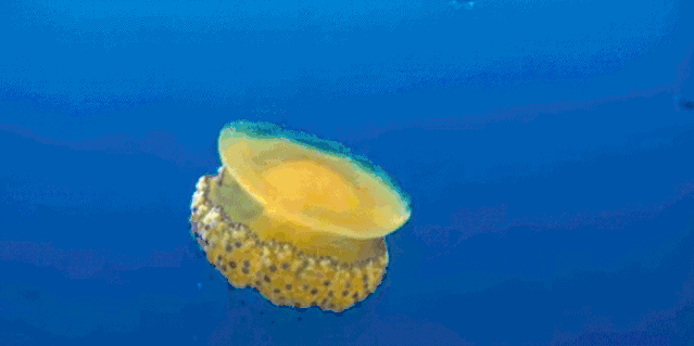 水中荷包蛋这种水母外表看起来很可爱但它有剧毒