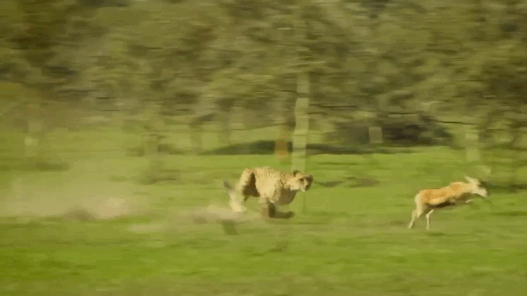 身姿矫健的猎豹妈妈现场教学如何捕捉羚羊,展示超强爆发力.