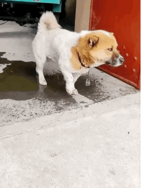 搞笑gif图不能让媳妇做饭胆子有点小