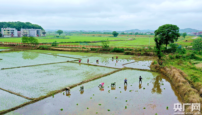 江西吉安春耕春种忙田园美如画