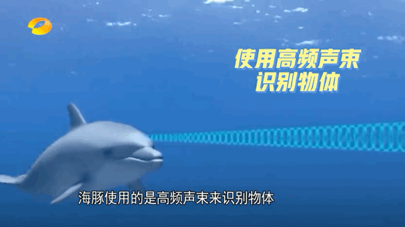 来到几只海豚面前,将声音收集设备放在一旁,随着科学家靠近,声波越来