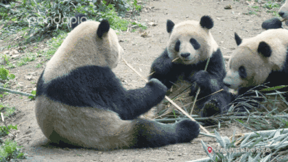 420_236gif 动态图 动图