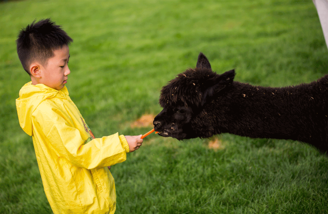 小浣熊,火鸡在马驹草场变身西部牛仔和小马驹互动在山羊营地抚摸可爱