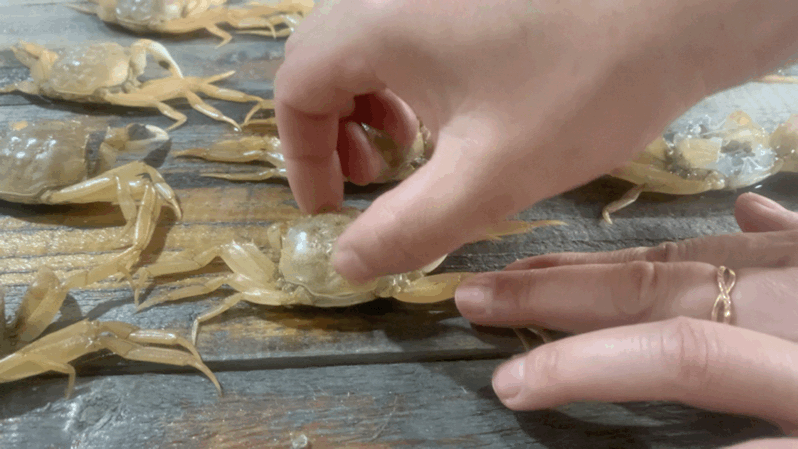 二次脱壳进行时你关心的浦江蟹长势如何小松替你探营了