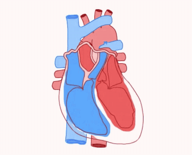 心跳超过80次/分就该找医生,高血压患者有个最佳心率