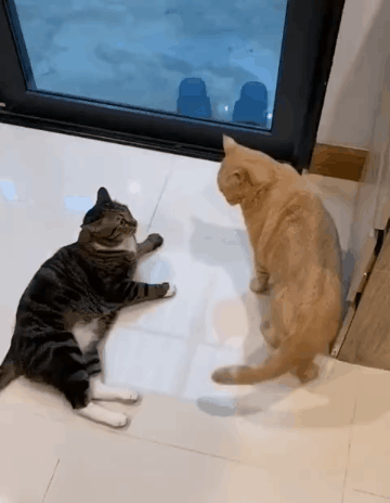 这是一只恐高的猫咪,下个楼梯都害怕得不行,走一步停两步还要回头看看