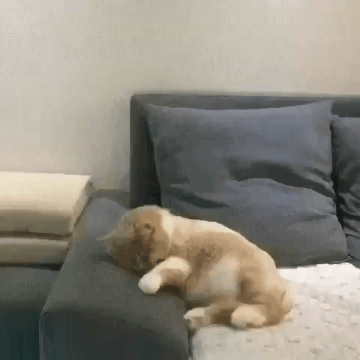 360_360gif 动态图 动图