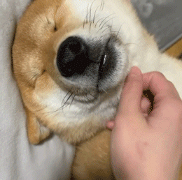 260_258gif 动态图 动图