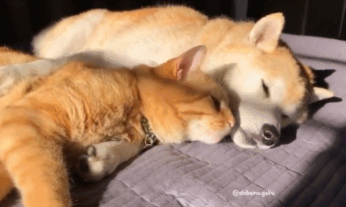 497_298gif 动态图 动图