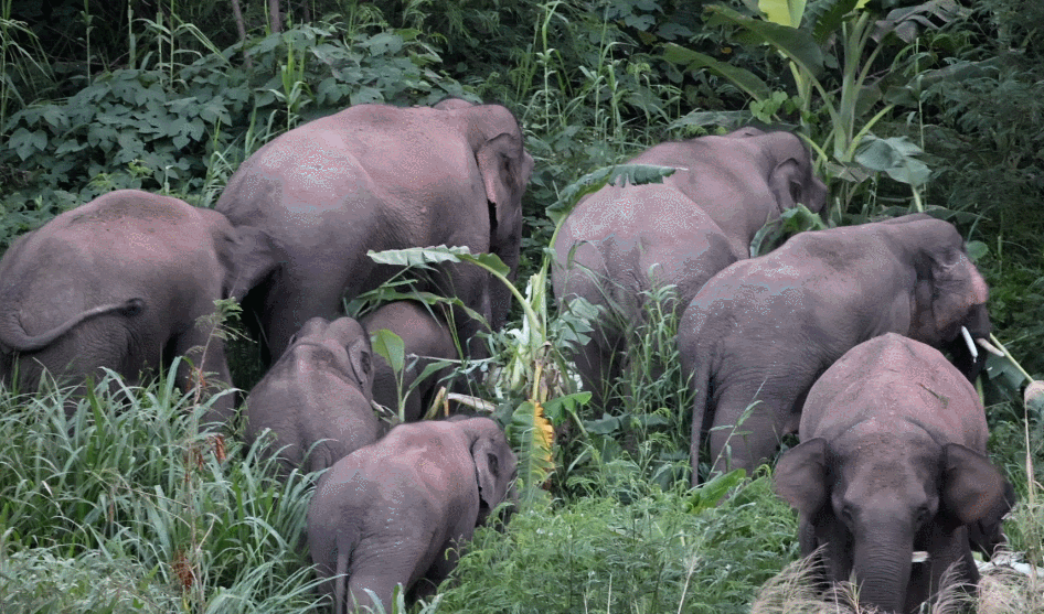 《诗刊》上的野象渡元江_腾讯新闻