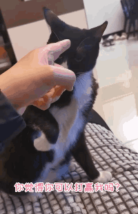 猫咪打拳,伤害性不大,侮辱性极强!