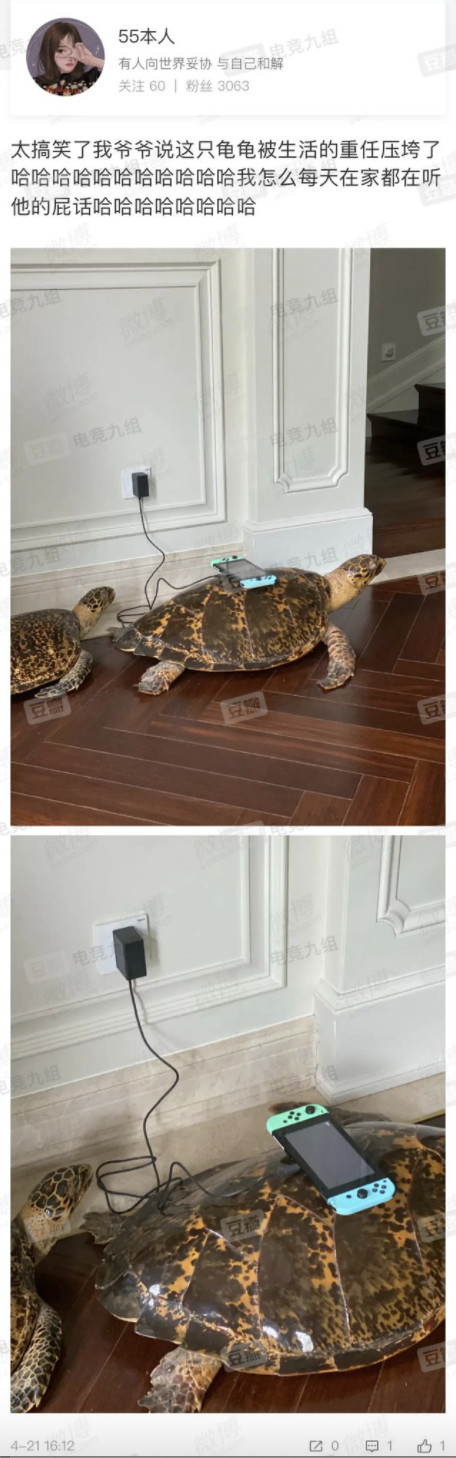女网友家中摆玳瑁作充电座?专家:系玳瑁标本,私藏涉嫌违法_腾讯新闻