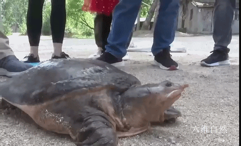 河南一只野生巨鳖上岸觅食却被捉重46斤年龄大约在100年左右