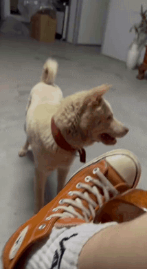 狗子趴在地上休息突然想到了一件高兴的事情这笑容好甜