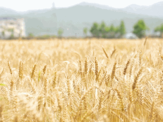 饱满的麦穗召唤着勤劳的人们农民又忙碌起来他们要将这