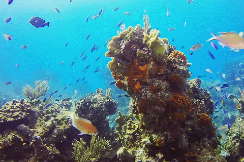 人工鱼礁给海洋生物造房子