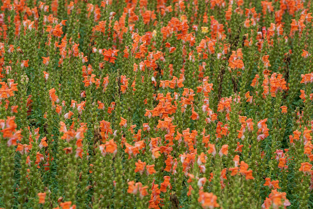 上海世纪公园七彩金鱼草绽放,万余平方米花海胜景惹人醉