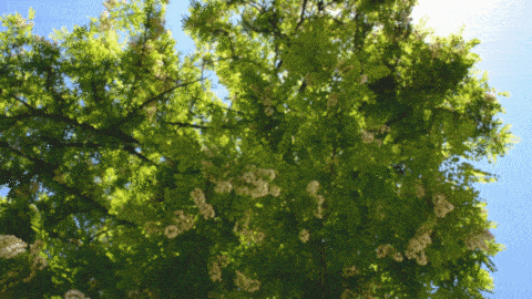 槐花,野菜……有些人采着采着就违法啦!