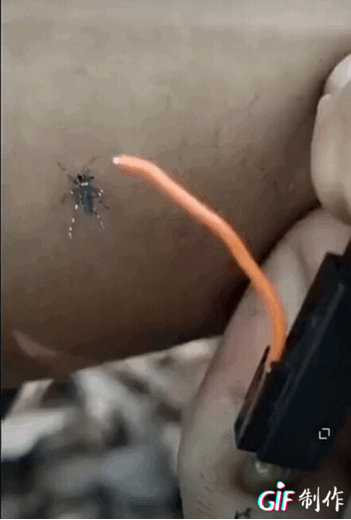 搞笑图片:猎杀蚊子的新姿势!