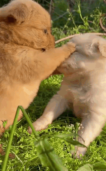 两只狗狗在玩吸盘玩具下一秒