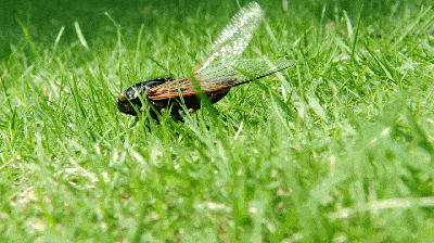 过去了140天至此炎夏正式登场过了这一天迎来"小满"节气今天3时37分