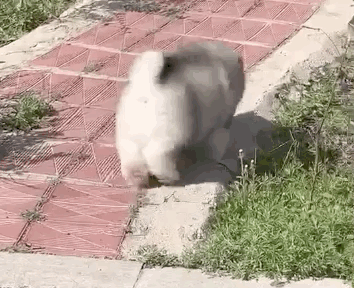 阿拉斯加那小短腿在狗界是出了名的软 走路日常翻跟头 你以为长大就好