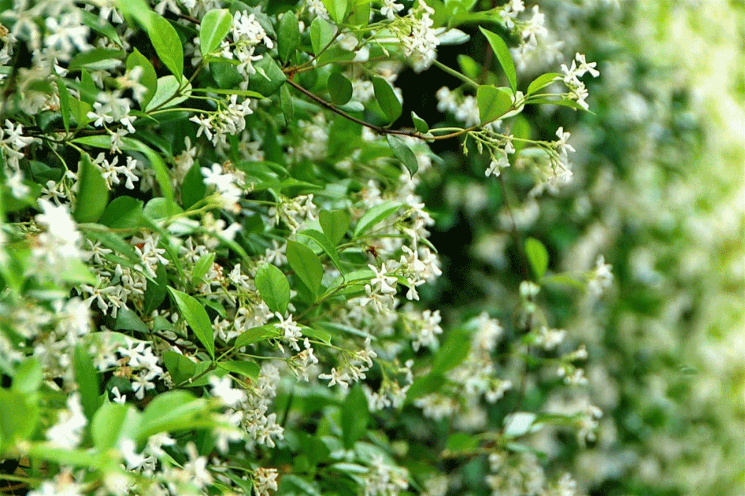 杨浦滨江满墙风车简直美出界