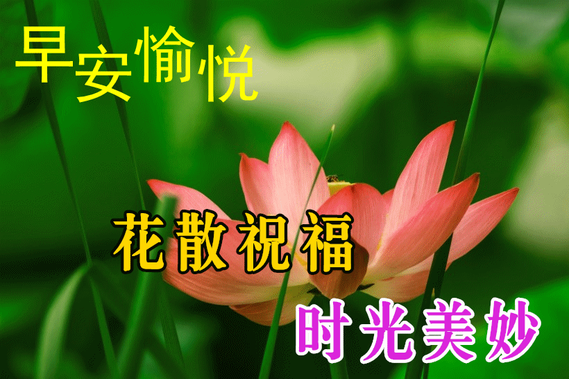 6月8日漂亮早上好祝福语动态图片大全祝福朋友万事如意平安顺心问候