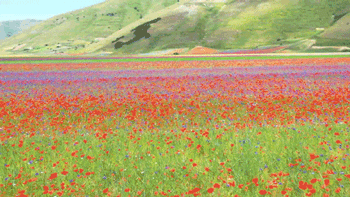意大利花海变人海
