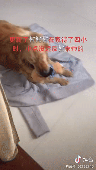 大金毛雨中沿路边哭边找主人,可主人一直没有出现
