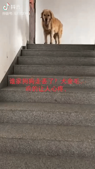 大金毛雨中沿路边哭边找主人,可主人一直没有出现
