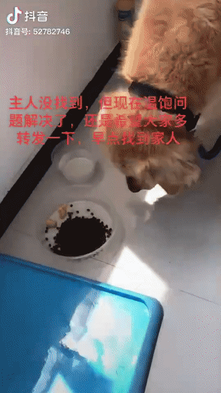 大金毛雨中沿路边哭边找主人,可主人一直没有出现