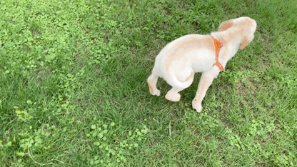 草地,鱼池,叠山垒石,花草树木,呈现主人们淡泊闲逸的心境和清静恬适的
