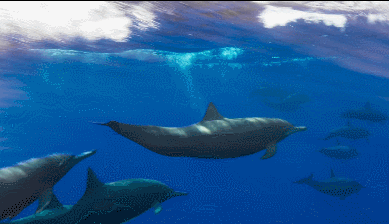 画面太壮观上百只海豚集结在台州这片海域嬉戏不少老渔民都没见过