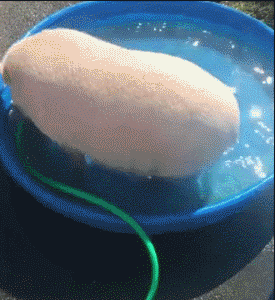 高温季节 养猪要"三防"_腾讯新闻