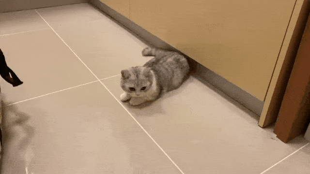 猫趣花拳绣腿猫咪间的战斗伤害不大侮辱性极强