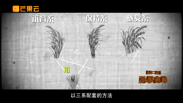 三系法杂交水稻示意图图片