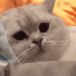 提示如何快速添加表情表情群▲点击获取更多有趣表情包素材源于网络